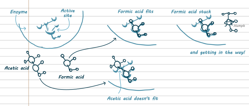 On the left is three things. One is an enzyme with a sketched active site that's a bunch of dents. Below are ball and stick models of acetic and formic acid. In the middle is two drawings. One shows the formic acid fitting in the active site, but not completely. The other shows acetic acid not fitting. On the right is the formic acid still stuck and in the way. A molecule the same shape as the active site looks on with its hands on its hips saying humph